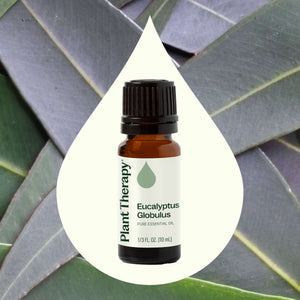美國 Plant Therapy 單方精油 - Eucalyptus Globulus 藍膠尤加利